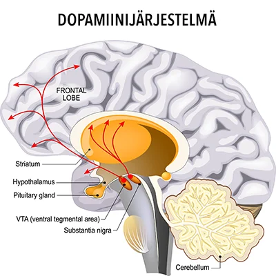 Dopamiini on motivaation ja haluamisen hormoni - Evermind
